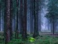 Игра Мистический закат в лесу онлайн Игра Мистический закат в лесу онлайн