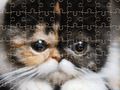 Игра Экзотическая мозаика кошек онлайн