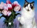 Игра Забавные кошки пазл онлайн