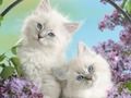 Игра Забавные кошки онлайн