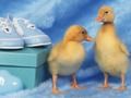 Игра Любимые маленькие существа: Пазл онлайн
