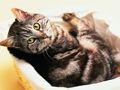 Игра Смешные кошки и собаки: Пазл онлайн