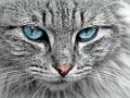 Игра Кошачий глаз Пазл онлайн