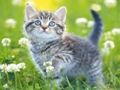 Игра Котята Пазл онлайн