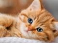 Игра Коллекция пазлов Котята онлайн