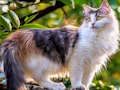 Игра Поворотные пазлы: Коты и собаки онлайн