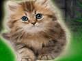 Игра Пара котят побег онлайн