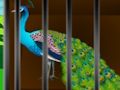 Игра Освободите плененную красоту онлайн