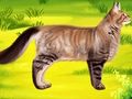 Игра Дантист для домашнего питомца кота онлайн