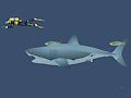 Игра Сумасшедшая акула онлайн Игра Сумасшедшая акула онлайн