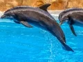 Игра Sea Dolphin Jigsaw онлайн