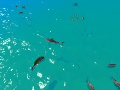 Игра Hungry Shark Hunt онлайн