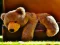 Игра Plush Teddy Bear онлайн