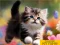 Игра Puzzle Sliding Kittens онлайн