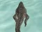 Игра Crocodile Simulator Beach Hunt онлайн