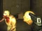 Игра Exiled Zombies онлайн