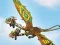 Игра Dragons: Drachenrennen онлайн