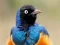 Игра Animal Puzzle: Wildlife & Logic онлайн