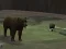 Игра Bear Den онлайн