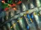 Игра Fishing King онлайн