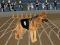 Игра Crazy Dog Racing Fever онлайн