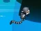 Игра Jungle Jump онлайн