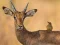 Игра Wild Deer Jigsaw онлайн