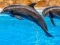 Игра Sea Dolphin Jigsaw онлайн