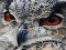 Игра Wild owl Jigsaw онлайн