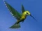 Игра Hummingbird House Escape онлайн