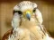 Игра Gyrfalcon Jigsaw онлайн