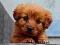 Игра Puppy Puzzle онлайн