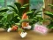 Игра Paw Patrol: Tracker's Jungle Rescue онлайн
