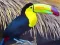 Игра Toucan Bird Jigsaw онлайн