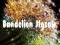 Игра Dandelion Jigsaw онлайн