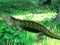Игра Lizard Forest Escape онлайн