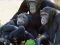 Игра Funny Chimpanzee Jungle Escape онлайн