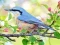Игра Hidden Spots Birds онлайн