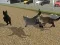 Игра Run Cat Cat Race онлайн