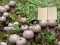 Игра Lycoperdon Mushroom Land Escape онлайн