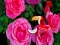 Игра Precious Rose Escape онлайн