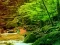 Игра Peaceful Rainbow Forest Escape онлайн