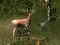 Игра Sniper Hunting Deadly Animal онлайн