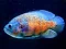 Игра Tiger Fish Jigsaw онлайн
