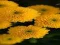 Игра Chrysanthemums Jigsaw онлайн