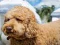 Игра Labradoodle Jigsaw онлайн