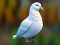 Игра Realistic Pigeon Rescue онлайн