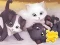 Игра Jigsaw Puzzle: Playing Cats онлайн