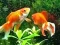 Игра Blue Fish Escape онлайн