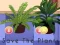 Игра Save the Plants онлайн